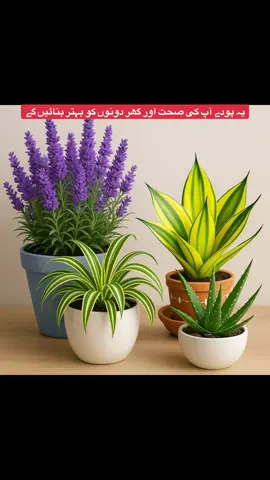 Thakadar nursery farm patoki #foryou #1millonaudition #1millionviews #unfrezzmyaccount #overseaspakistani 