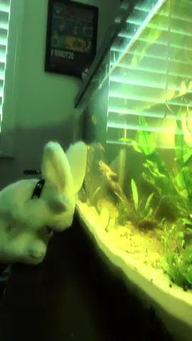 lonely day - system of a down  ★ #bunny #numetal #soad #systemofadown #soadfan #metal #fyp 