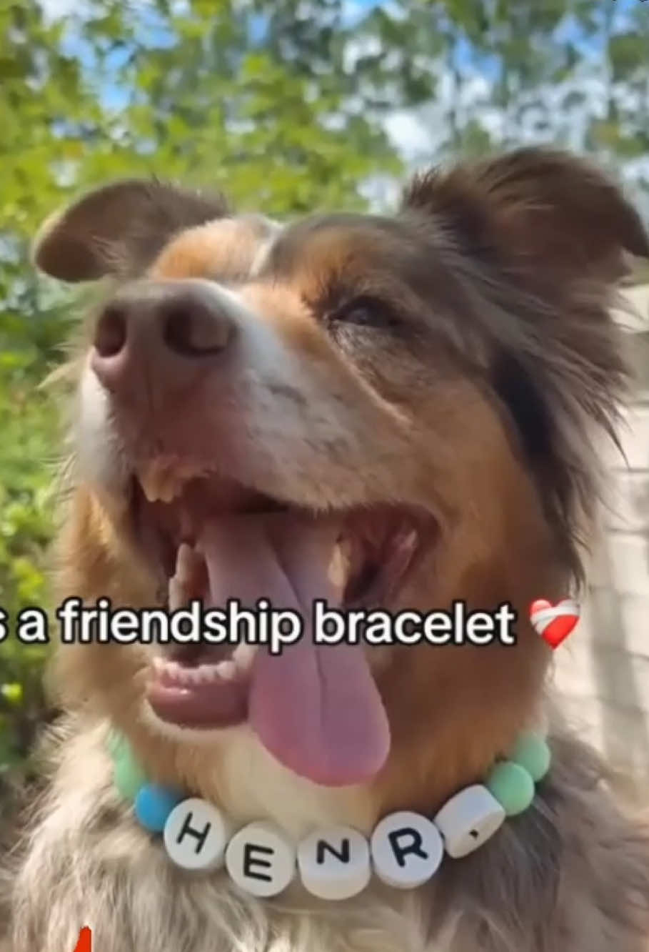 Dog & owner matching sets #dogmom #dogdad #matching #dogcollar #collar
