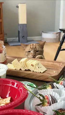 Cat food thief#cat #catsoftiktok #funny #funnyvideos #usa #fyp #foryou #funnytiktok 