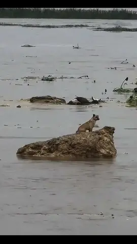 A dog stuck in flood water in Ravi river, Satluj River and Chenab river updates, #ravi #satluj #creatorsearchinsights #foryou #veo3 
