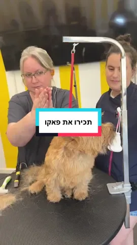 תכירו את פאקו שהגיע לתהליך של מריטה 🐶 #חירש #הומור #טיפוחכלבים #ספרותכלבים #ביתספרלספרותכלבים @myakyshevs 