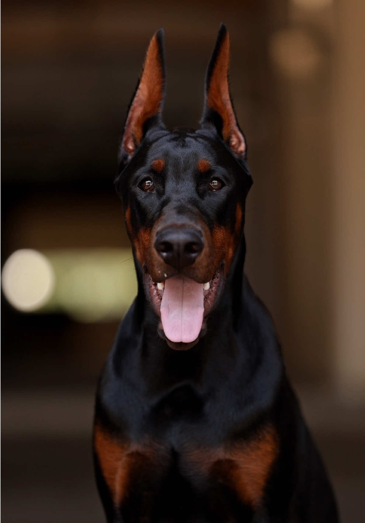 #doberman #king #monster #dogtok #doglove #moodymoments #dobermanvibes by @Мария Колесник 
