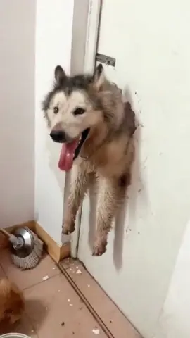The dog destroyed the house#dog#funny#funnyanimals#dogsofttiktok #pet 