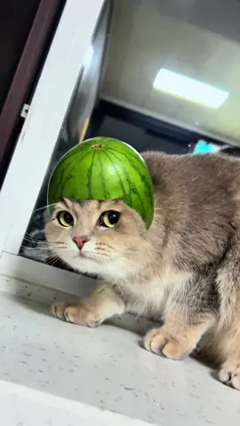 When mom makes you her fashion experiment 😹👗 #catsoftiktok  #fyp  #foryoupage  #funnycats  #cutecat  