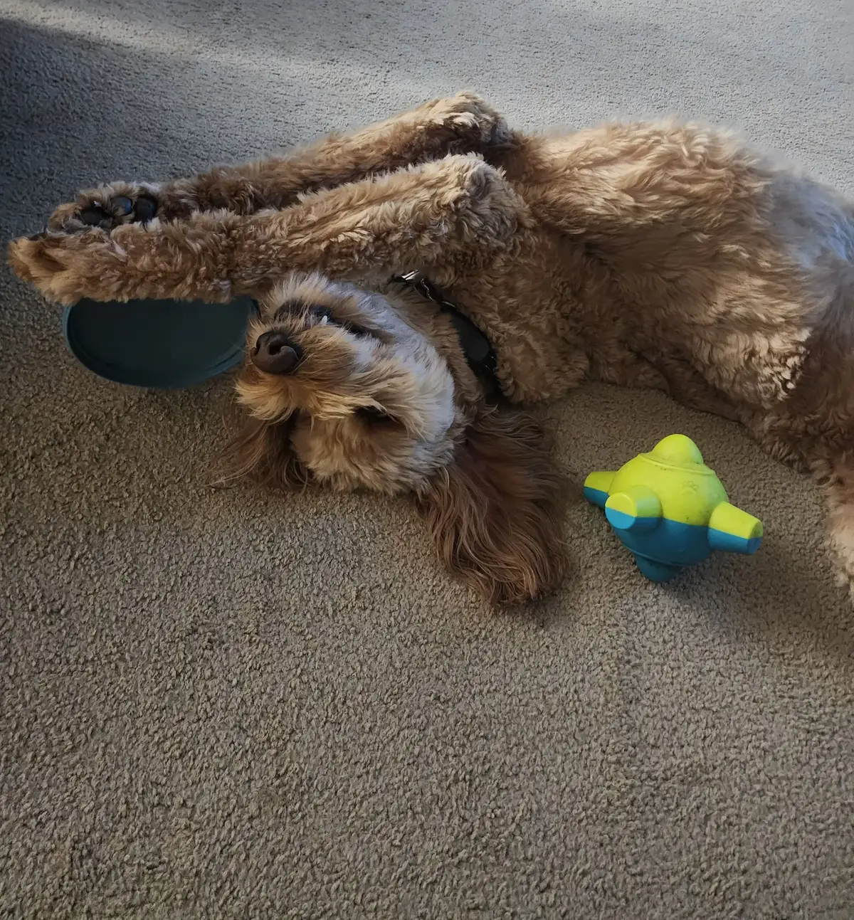#phototrend #frisbeedog #goldendoodle #cutenessoverload 