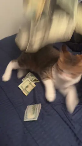 #fyp #viral #cat 