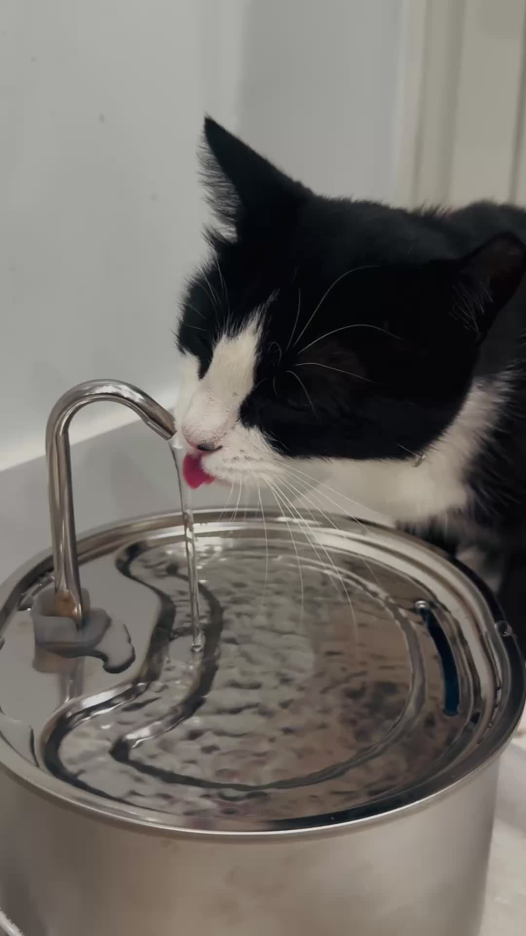 Dog: “This ain’t a bowl… it’s a WATERFALL!” 🐕🌊😂 #waterfilter #petowners #catwaterfountain #petwaterfountain #waterfilters #waterpurifier #dogbowls #automaticcatfeeder #bestwaterbottle #catwaterdispenser #TikTokShopBacktoSchool #TikTokMadeMeBuyIt #TikTokShopLaborDaySale