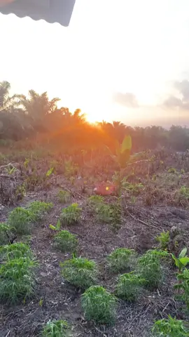 Menikmati perjalan yang tdk tau arah nya kmna#sunset #kebunsawit #bismilahfyp #masukberanda #18 