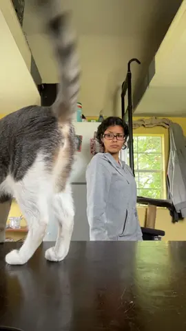 Collecting rent from my unemployed tenants #funnytiktok #funny #funnyvideos #tiktok #cat #funnycat #Foryou #catsoftiktok 