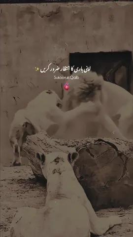 Kise K sth Bura Kr Apni Bari Ka Intezar Kara 🖤🦋 #fyp #tiktok #viralvideos #foryou #foryoupageofficiall 