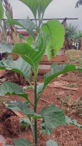 Man power 