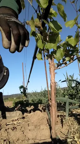 #grafting #graftingtechniques #vigne 