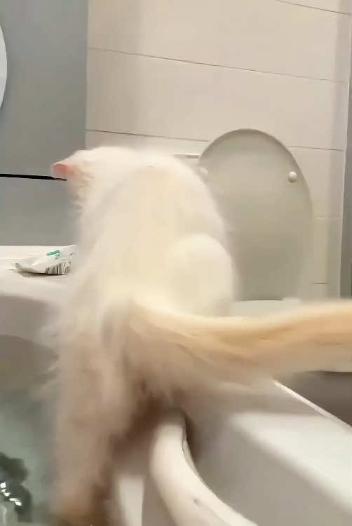 When you have an insanely curious cat…#cat #catsoftiktok #funnycat #funnyvideo #funnytiktok #fyp #foryou #tiktok 