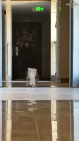 #cat #cutecat #kitty #funnycat #catsoftiktok 