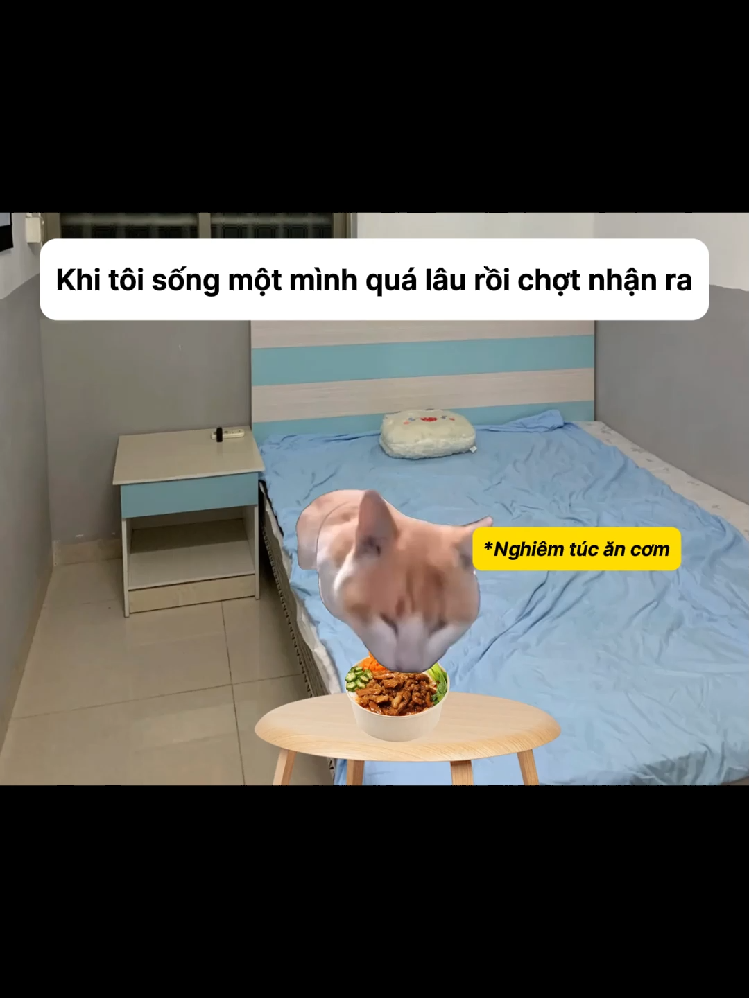 Khi tôi sống một mình quá lâu và chợt nhận ra #meme #cat #pets #catmemes