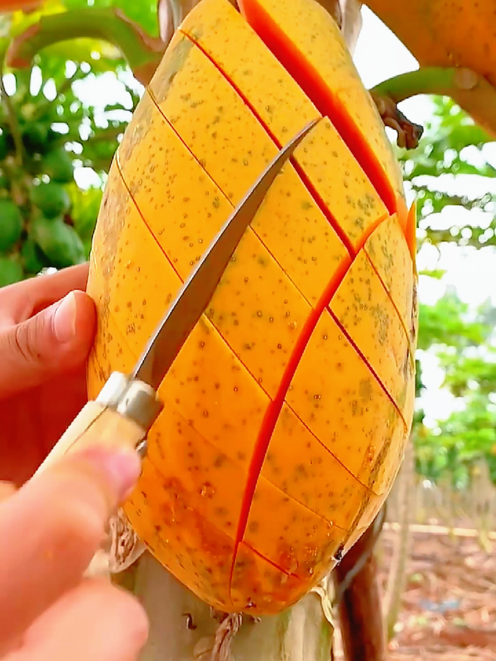 (1 minute) Amazing Fruits  #fruits #asmr #fruit  #asmrsounds #satisfyingvideos 