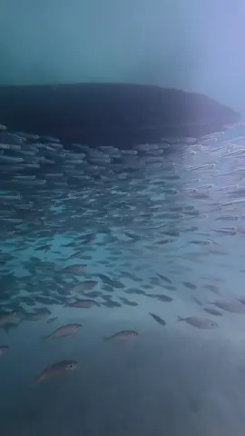 just out here asking for directions to P. Sherman, 42 Wallaby Way, Sydney 🐟 #palau #findingnemo #sardines #fish #ocean 