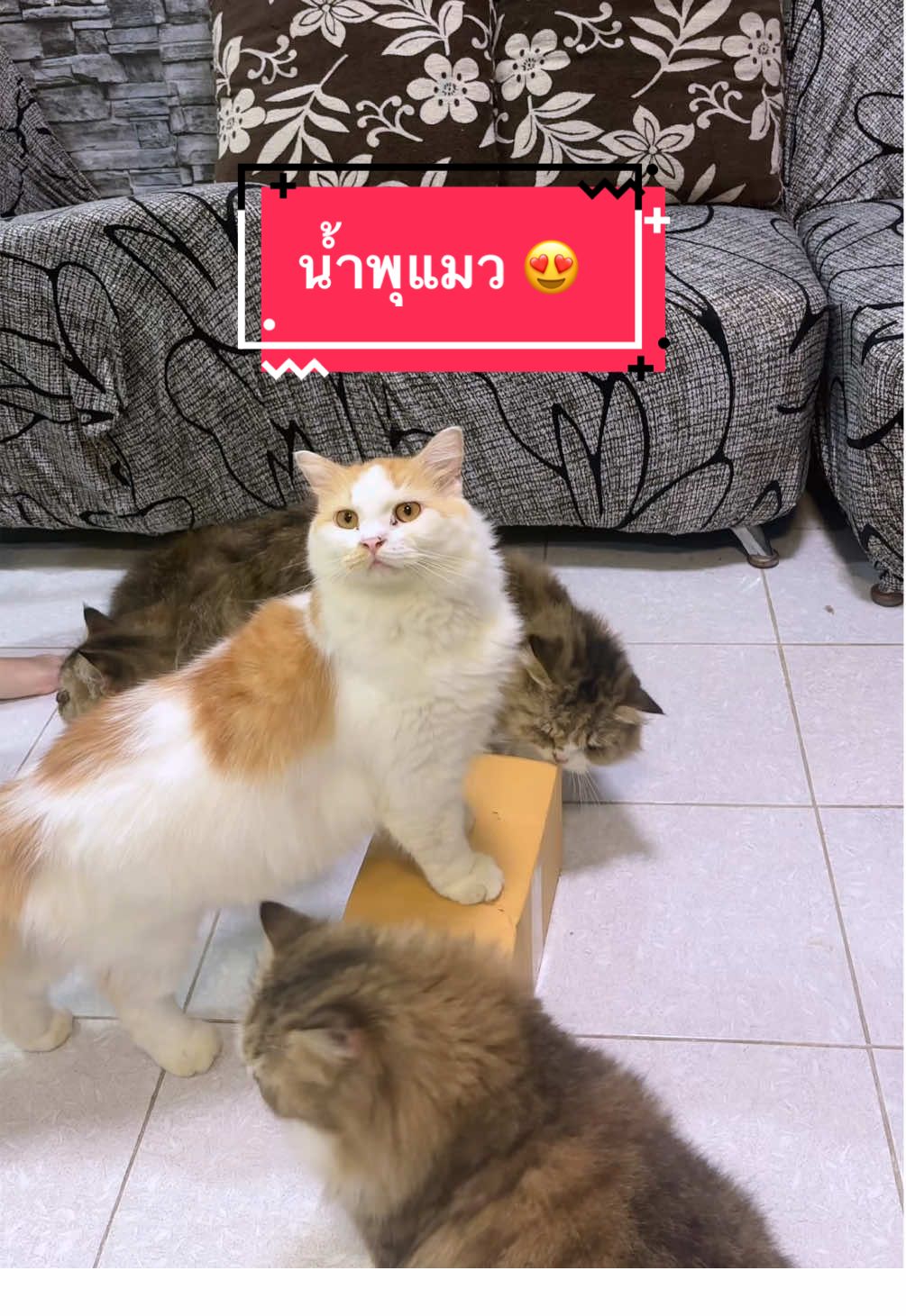 น้ำพุแมว 🥰🥰 