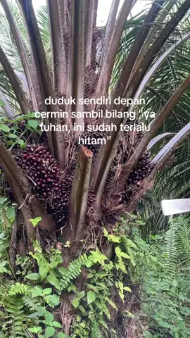 #storysawit #petanisawit #petanimuda #sawitontiktok #sawitjambi 