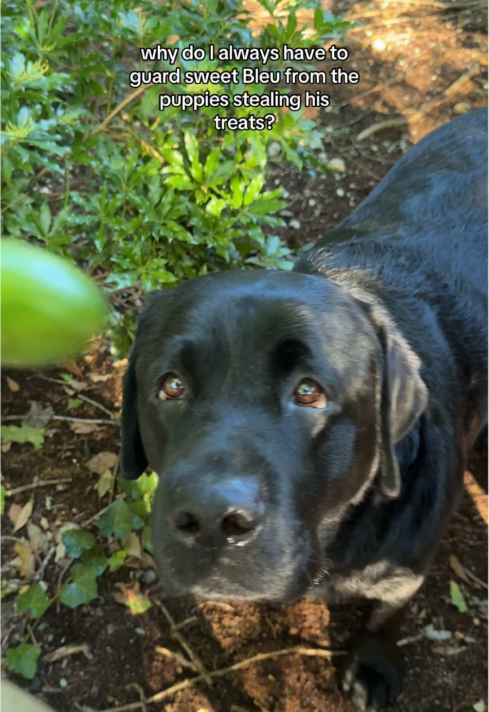 Sweet Bleu is beyond patient with the puppies. He would let them have anything of his and never gets upset with them! He’s an amazing gentle soul, & father.🖤#dog #foryou #Love #foru #creatorsearchinsights 