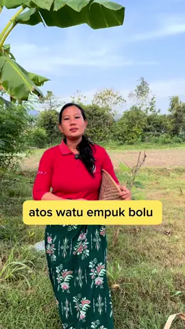 Atos watu gembuk bolu #komedi