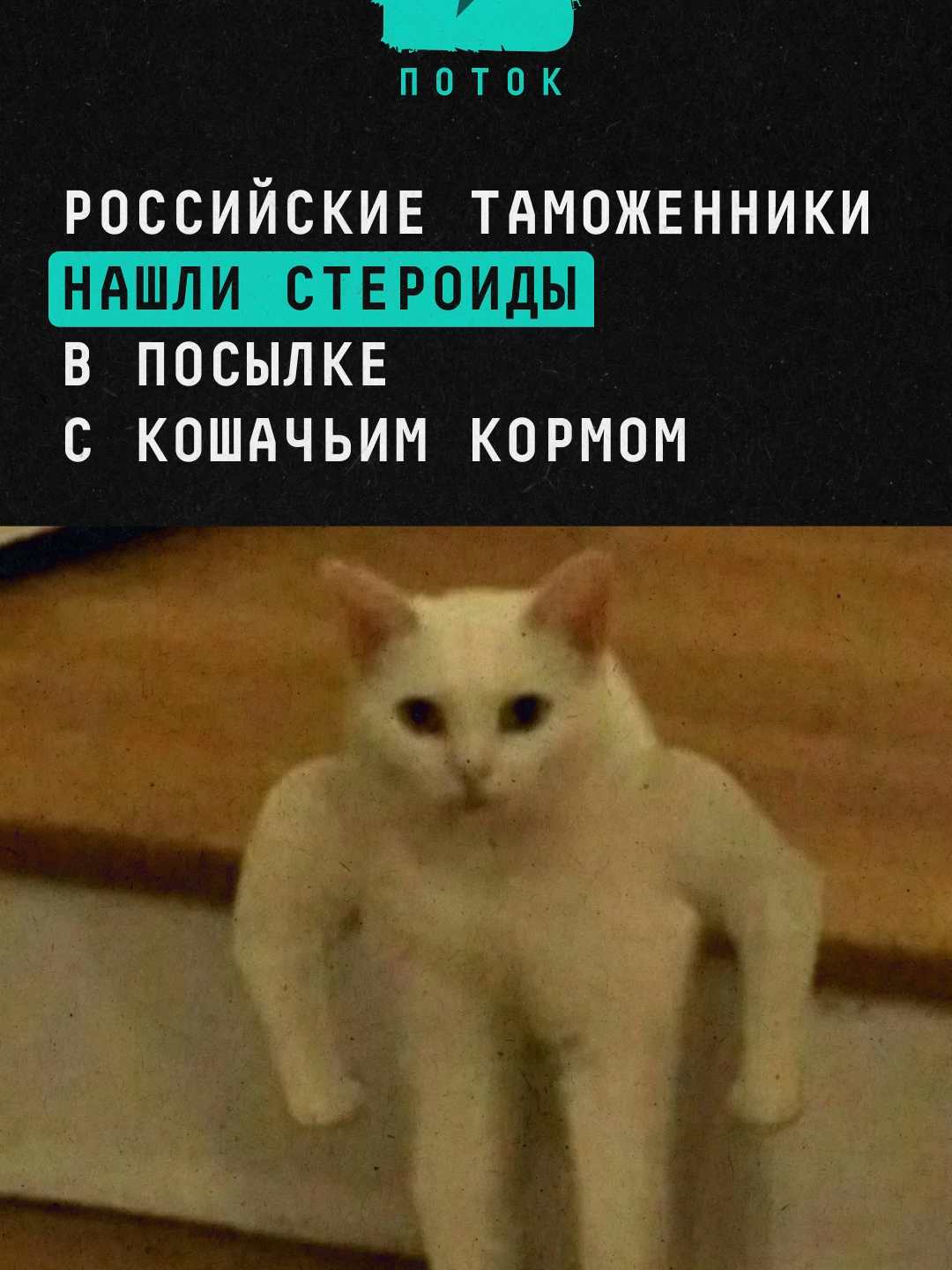 Российские таможенники нашли стероиды в посылке с кошачьим кормом #новости #россия #котик #кот #кошка #животные