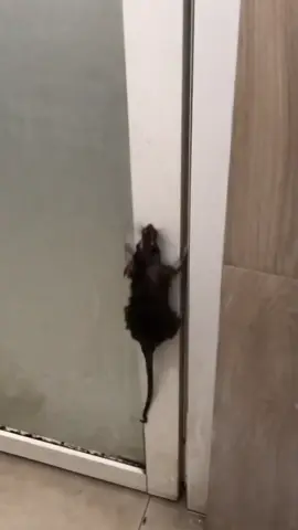 Dora Pembasmi tikus dari Fumakilla #doraracuntikus #fumakilla #pembasmitikus 
