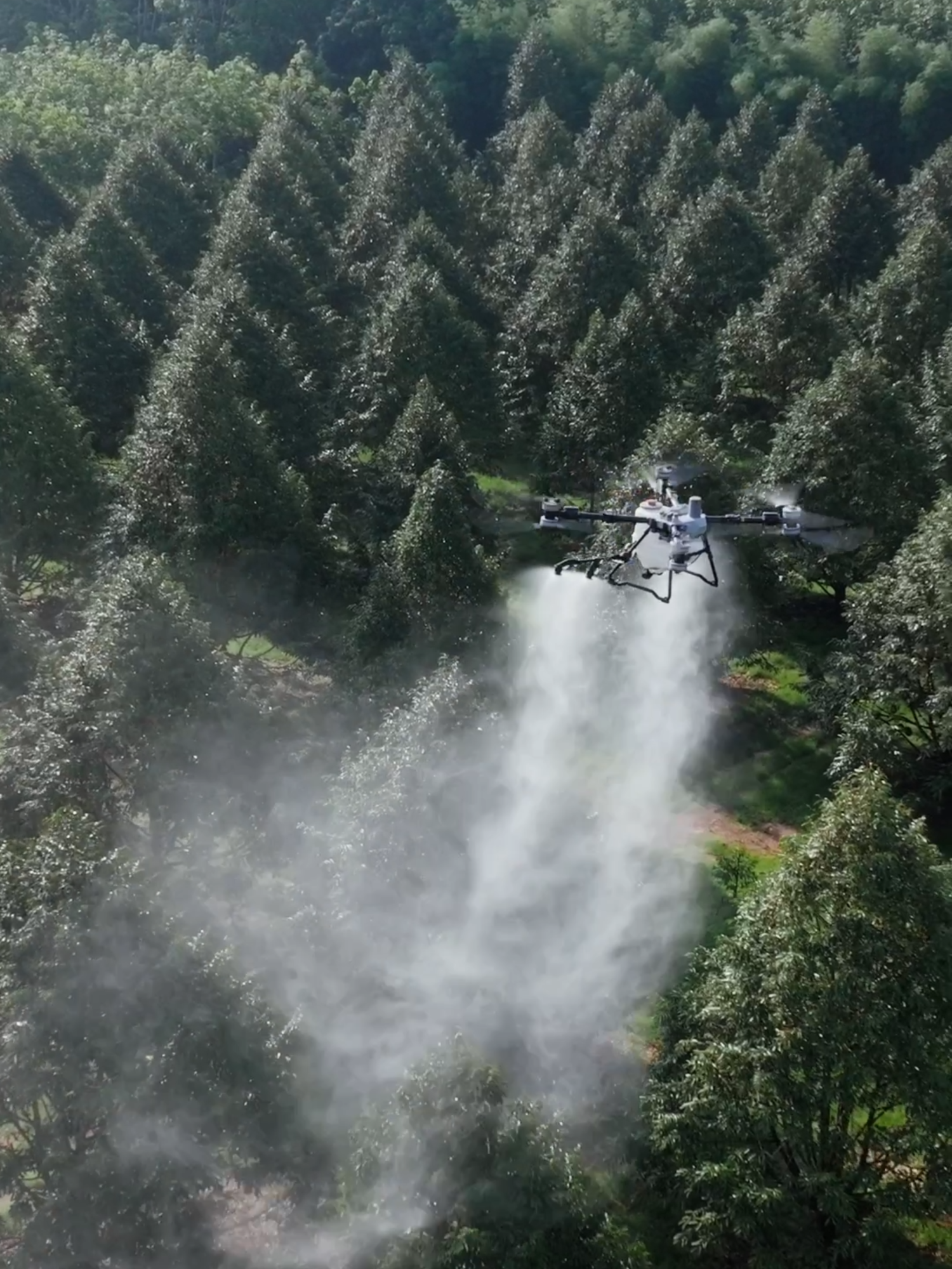 4 หัวฉีด หมอกละเอียดเป็นพิเศษ! T100 ให้ทุเรียนได้วันสปา 🍈 #DJIAgriculture #DJIT100 #Agriculturedrone #Agriculturaldrone #Durianfarming #Dronespraying