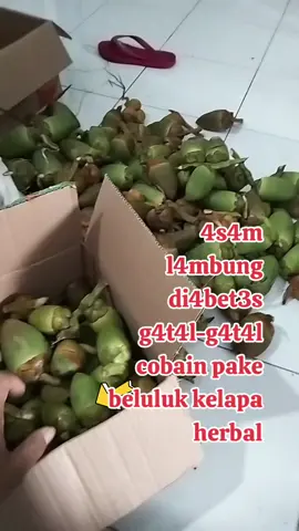 beluluk kelapa muda Fress #fyp #obatherbal #belulukkelapa 