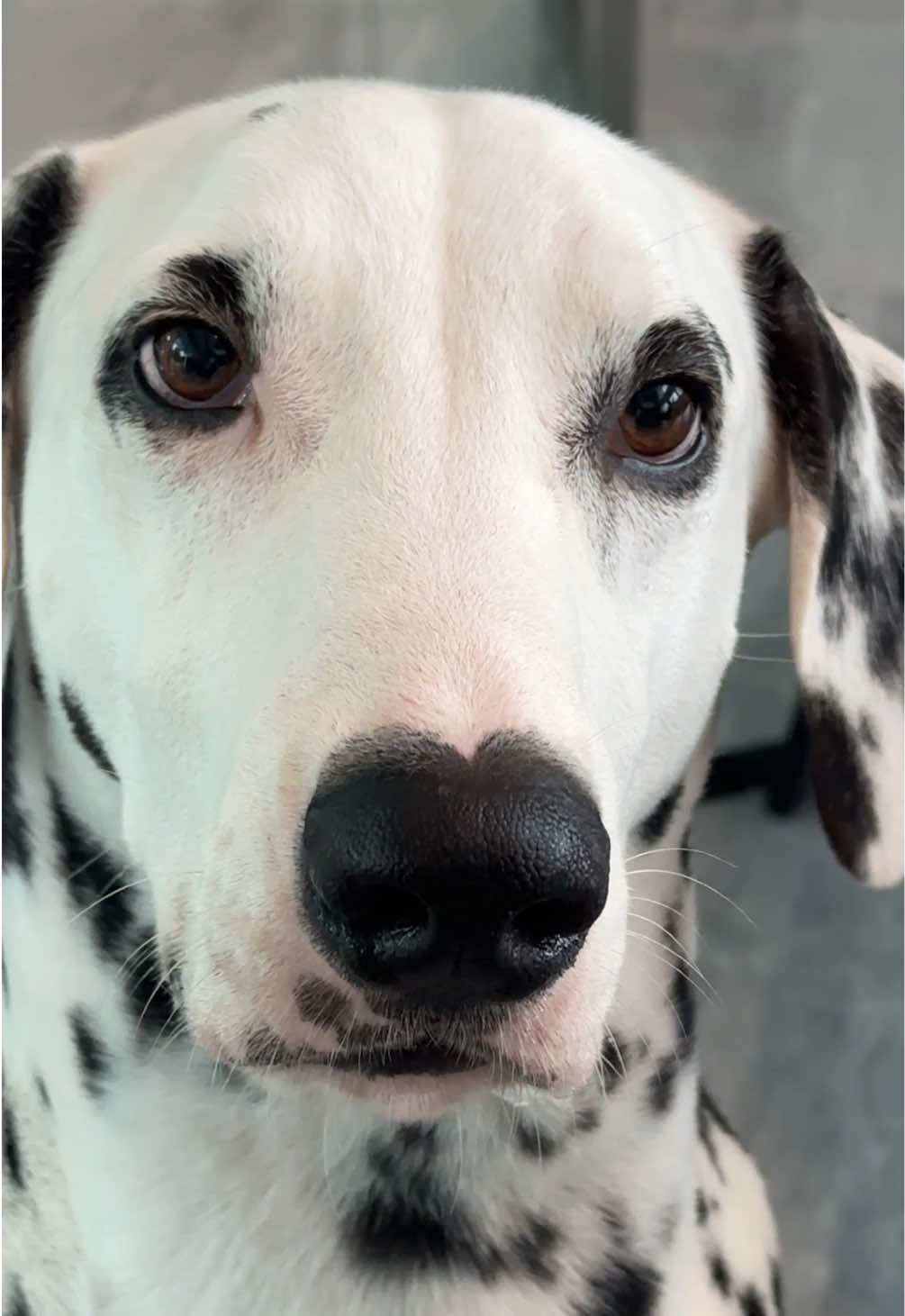 คนนับพันได้ช้ำตายพอดี😎 #dog #dalmatian #fyp #pet #ดัลเมเชียน 