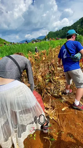 Experience corn harvesting work of people in Ha Giang, Vietnam.  #xuhướng #xuhuongtiktok #hagiangloop  #trend  #trainghiem 