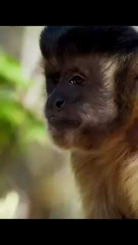#foryou #tiktok #animals 