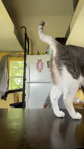 Why is it so cute?😍😍😍😍😍😍#baby #animals #cute #happy #cat #catsoftiktok #funnyvideos #cats 