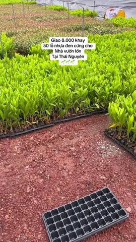 Giao 8.000 khay  50 lỗ nhựa đen cứng cho  Nhà vườn lớn Tại Thái Nguyên 🌱🌱🌱 #shopdongque888 #869593886 #khayuomcaygiong #khayuomhatgiong #khayuomhat 