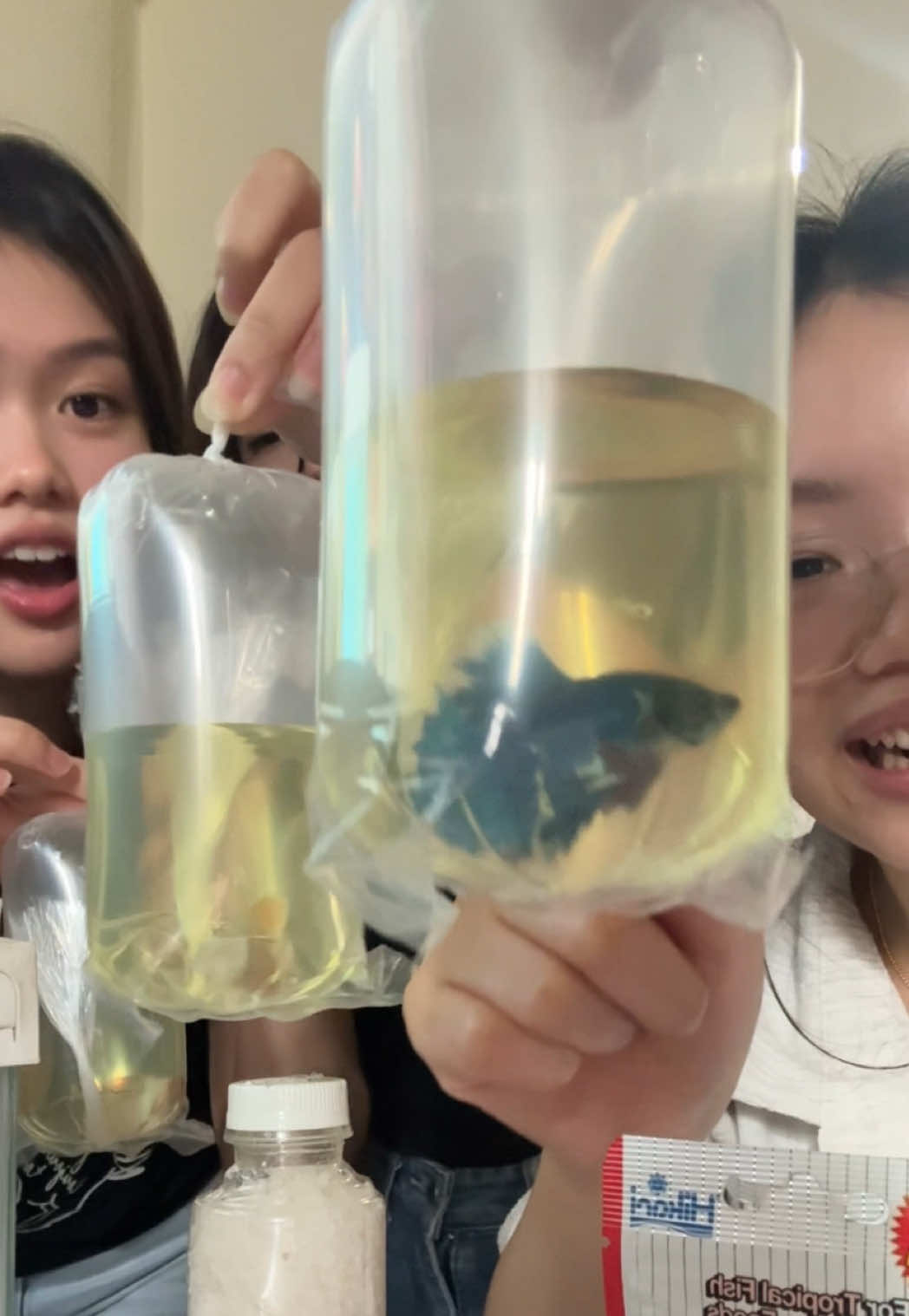 Replying to @meidysandika_3 Unboxing Ikan lagi 🐟💦 Kali ini dapet blindbox paket lengkap dari @Boston_betta_tangerang #ikancupang #bettafish #unboxing #peliharaikan #ikanhias 