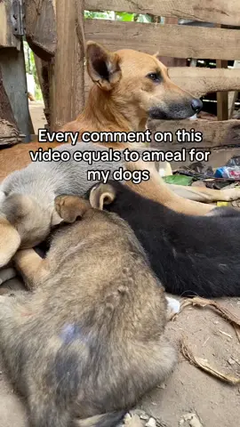 #usa🇺🇸 #help #do #hanningtondogsshelter #govitalvideotiktok 