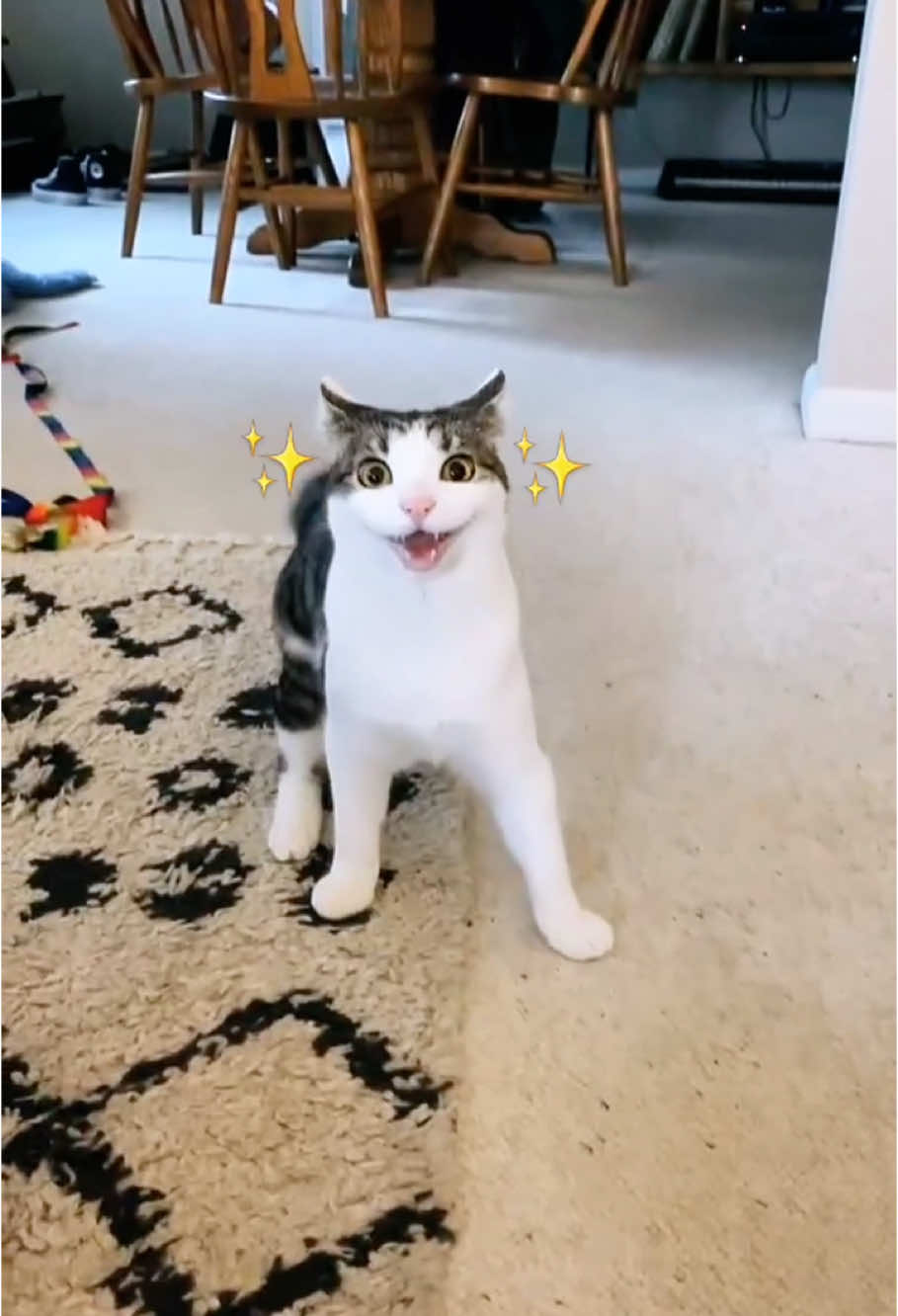 My cat understands English🥰#cat #cats #catlover #kitten #catsoftiktok #fyp 