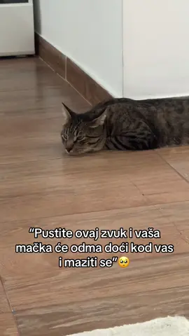 🥺😍 #zatebe #mačke #balkanfyp #balkan #balkanviral #balkanci #balkanforyou #goviral #goviral #cat 