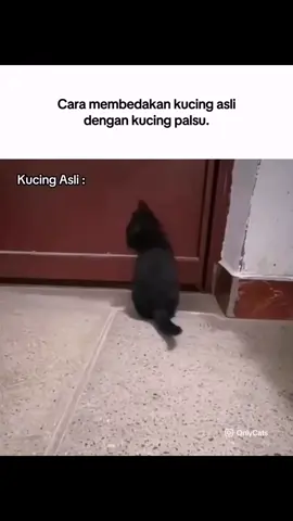 Waspada kucing palsu🗿 #memekucing #anakkucing #kucinghitam #miaw #suarakucing #catlover #cat #catsoftiktok 