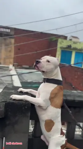 @Bullishokeen #bullykutta🔥😎 #foruyou #bullishokeen #fyp #videoviral 