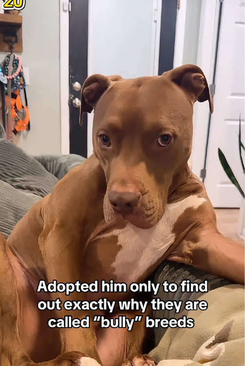 When your dog gets impatient with you…🐾🤣🤣#tiktok #foryou #fyp #pet #dog #dogsoftiktok #funnydog #doglover #attitude #usa 