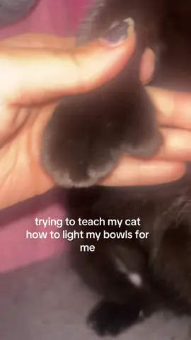 thumbs. #fyp #foryou #cat #abcxyz #meow 