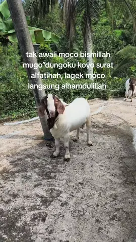 😇