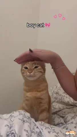 You have a boy cat 😹