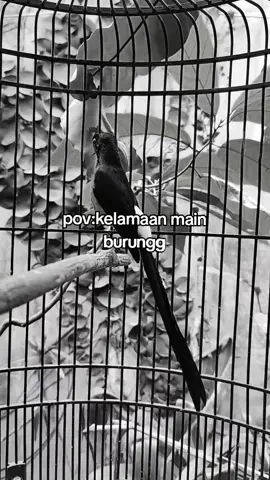 #burung #murai #hobi #trend #hobiburung 