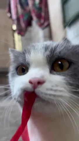 😎😎😎 #funny #catsoftiktok #cutecat #kitty #cats #catlover #meow #PetsOfTikTok #kucing #funnyvideos