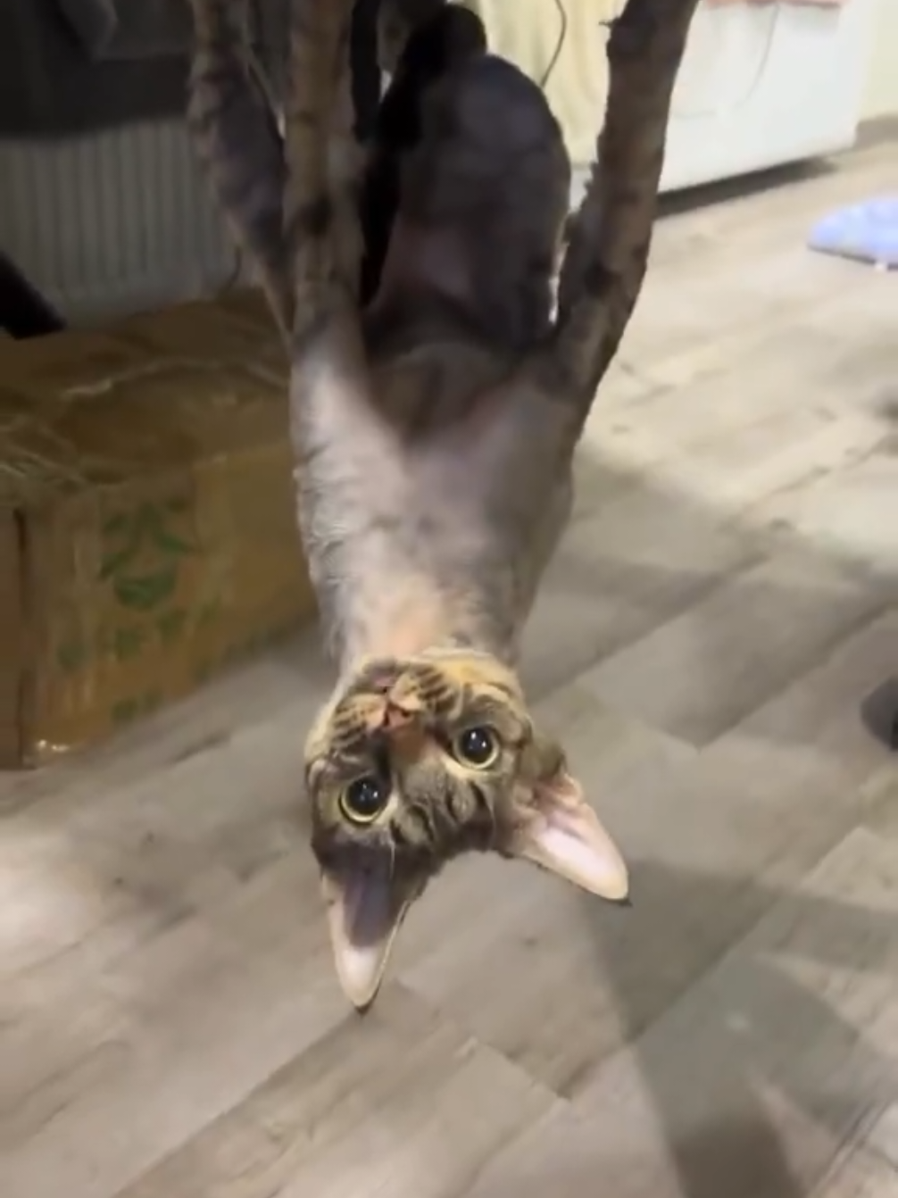 #risasparati #animalestiktok #fyp #fypシ゚viral🖤tiktok☆♡🦋myvideo🤗foryou✨♥️ #gatos 