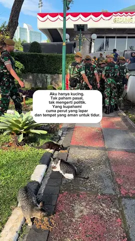Kami bukan antek2 ya kakak2, kami cuma mau makan dan tidur di Senayan. Semoga pemeowrintah benar-benar mendengar, semoga rakyat tetap kuat, dan semoga Indonesia selalu menemukan damainya. #KucingDPR #BreakingMews #DemoDPR #IndonesiaDamai #StrayCatLove 