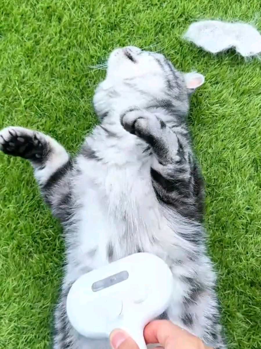 Pensavi fosse solo una spazzola? 🚫 Con il vapore diventa una vera SPA per il tuo amico peloso 🐶🐱✨ Niente più lotte, solo coccole e pelo via in 2 secondi! 👉 Acquista oggi con il 40% di sconto + spedizione gratuita + 2 omaggi! 📌 Link in bio oppure scrivi Peluma nei commenti e ti giro il link! #petlovers #tiktokmademebuyit #gatti #toelettatura #fyp 